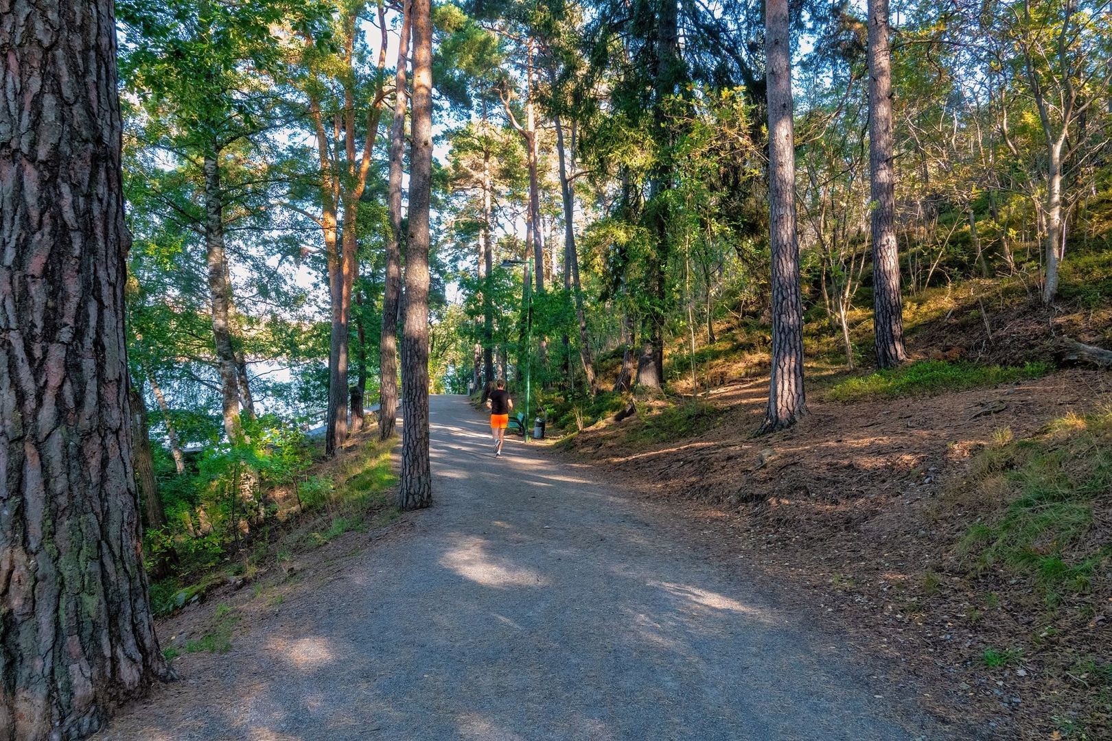Vandringsled genom tallskog med en joggare i orange shorts